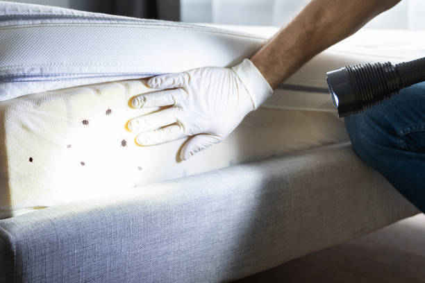Best Best Pest Control Companies  in Torrance, CA