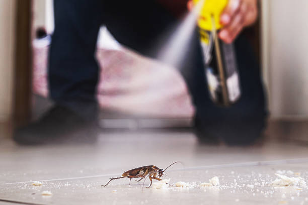 Insect Control in Torrance, CA