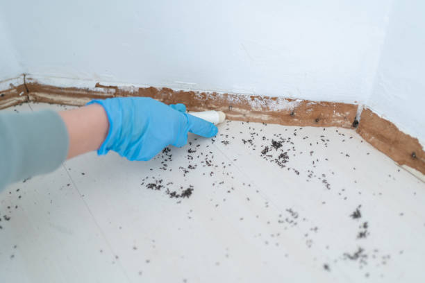 Trusted Torrance, CA Pest Control Experts